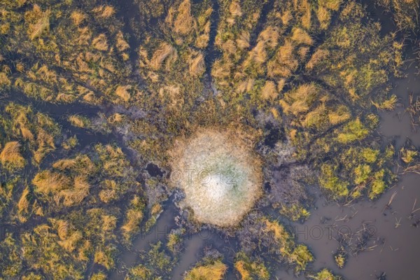 Single termite hill in swamp, landscape, aerial view of the Okavango Delta, near Maun, Okavango Delta, Botswana