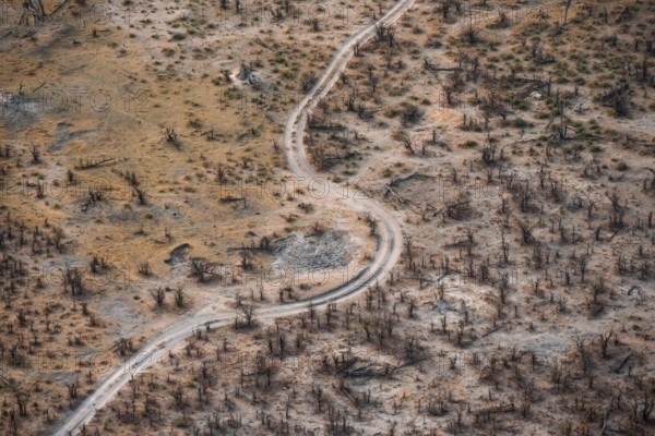 Structure and pattern, road, trees in dry season, arid landscape, aerial view of the Okavango Delta, near Maun, Okavango Delta, Botswana