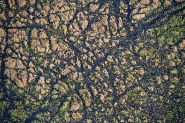 Structure and pattern, grass from above, marshland, landscape, aerial view of the Okavango Delta, near Maun, Okavango Delta, Botswana