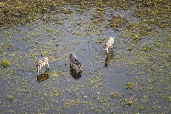 Steppe zebras (Equus quagga) drinking by the river, aerial view, Okavango Delta, Botswana