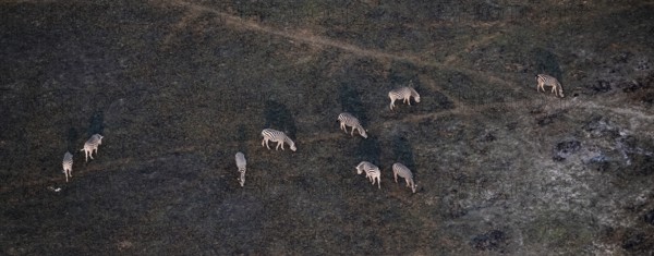 Steppe zebras (Equus quagga) grazing in arid landscape, aerial view, Okavango Delta, Botswana
