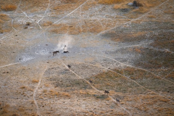 Steppe zebras (Equus quagga) rolling in dust, savanna landscape with yellow grass, aerial view, Okavango Delta, Botswana