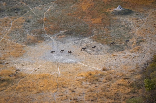 Steppe zebras (Equus quagga) running in row, savanna landscape with yellow grass, aerial view, Okavango Delta, Botswana