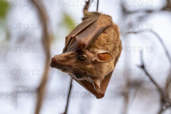 Bat hanging on a branch, Chobe National Park, Botswana