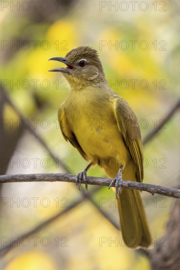 Yellow-bellied Greenbul (Chlorocichla flaviventris), Yellow-bellied Greenbul, Zambezi Region, Caprivi Strip, Namibia