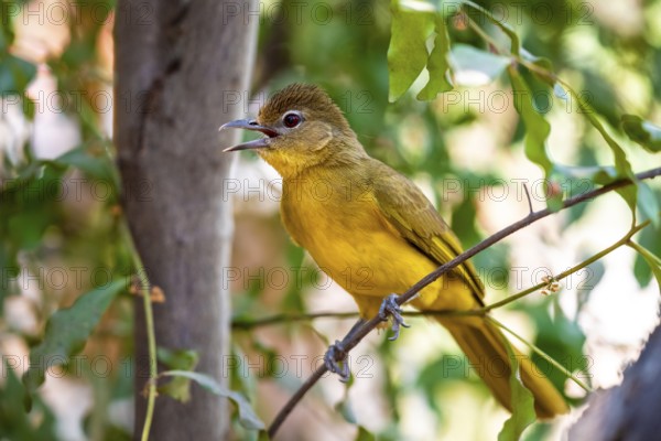 Yellow-bellied Greenbul (Chlorocichla flaviventris), Yellow-bellied Greenbul, Zambezi Region, Caprivi Strip, Namibia