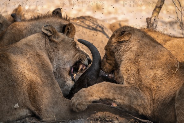 Lion pack with kill, lion (Panthera Leo) eats buffalo, savanna, Moremi Game Reserve, Botswana