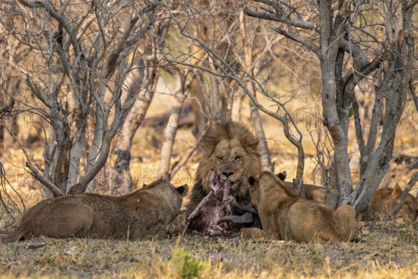 Lion pack with kill, maned lion (Panthera Leo) eats buffalo, savanna, Moremi Game Reserve, Botswana