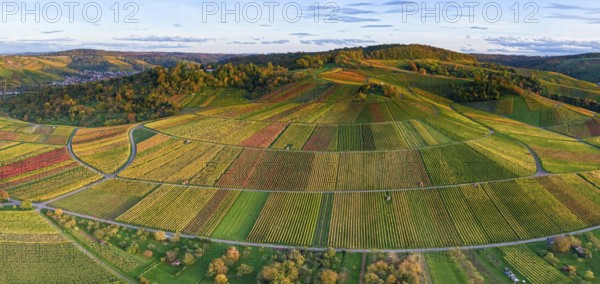 Panoramic view of rolling vineyards in warm autumn colors at sunset, autumn, near Strümpfelbach im Remstal, Baden-Württemberg, Germany