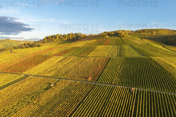 Vineyards in autumn colors under blue sky in the evening sun, autumn, near Strümpfelbach im Remstal, Baden-Württemberg, Germany