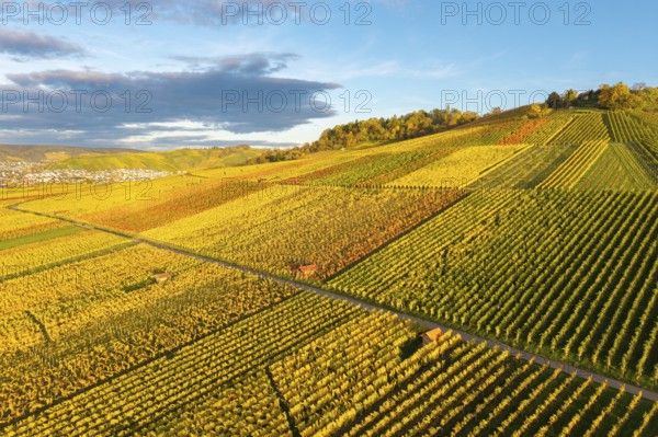 Colourful vineyards stretch over hills and create an autumnal play of colors, autumn, near Strümpfelbach im Remstal, Baden-Württemberg, Germany