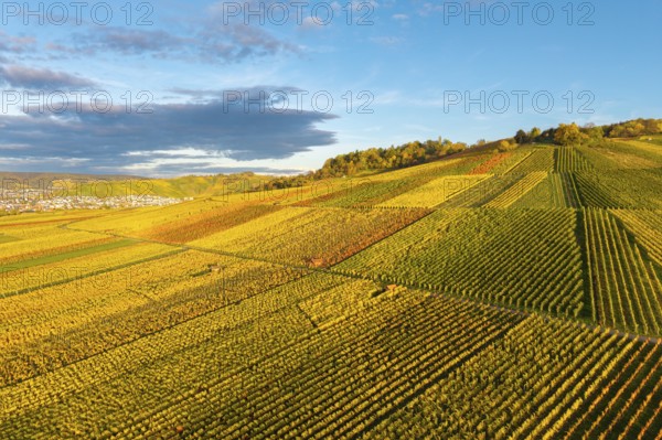 Golden and green vineyards spread over wide hills under a clear sky, autumn, near Strümpfelbach im Remstal, Baden-Württemberg, Germany