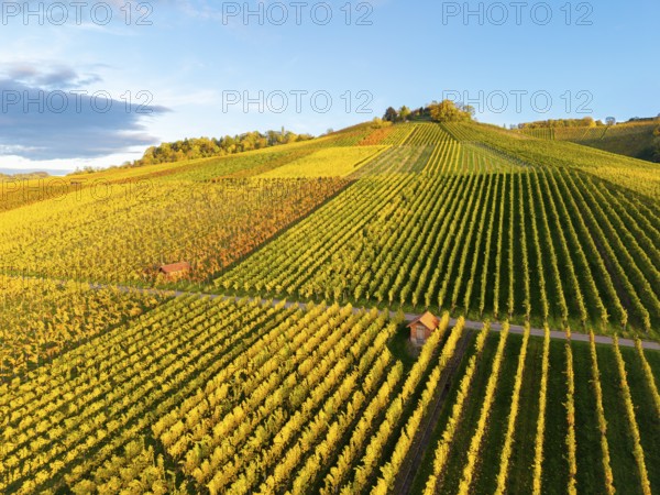 Green and golden vineyards stretch over gently rising hills to the horizon, autumn, near Strümpfelbach im Remstal, Baden-Württemberg, Germany