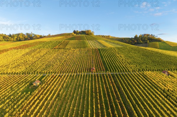 Vineyard landscape in rich autumn colors on rolling hills under blue sky, autumn, near Strümpfelbach im Remstal, Baden-Württemberg, Germany