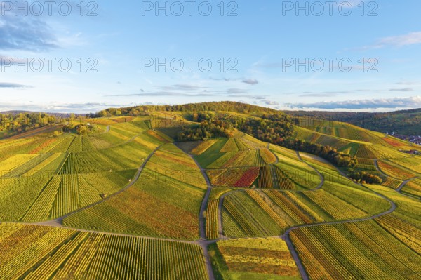 Colourful vineyards stretch over rolling hills under clear skies, autumn, near Strümpfelbach im Remstal, Baden-Württemberg, Germany
