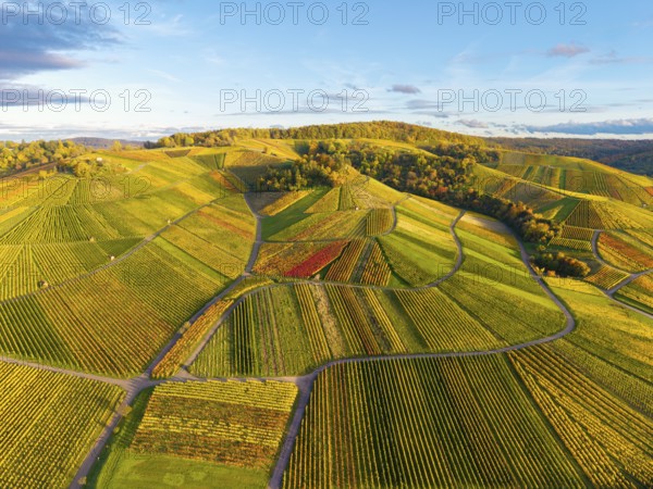 Wide, autumn-colored wine landscape in a curved arrangement, autumn, near Strümpfelbach im Remstal, Baden-Württemberg, Germany