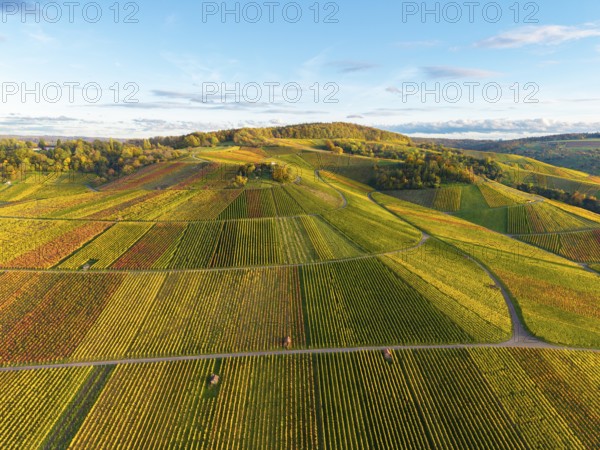 Wide wine landscape with colorful autumn colors and rolling hills under a clear sky, autumn, near Strümpfelbach im Remstal, Baden-Württemberg, Germany