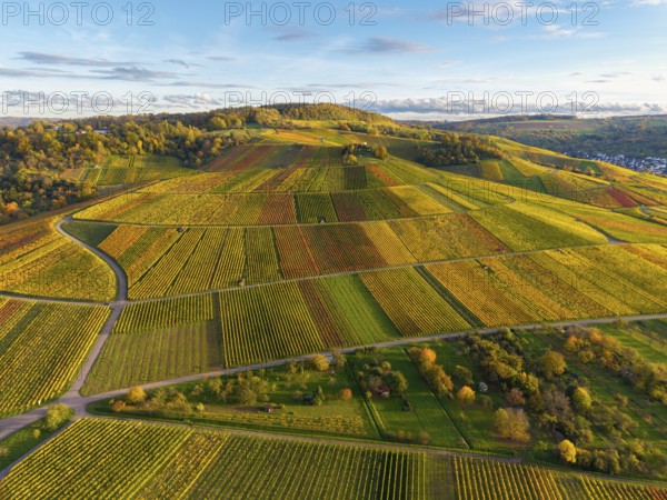 Hilly vineyard landscape in autumn colors under blue sky, autumn, near Strümpfelbach im Remstal, Baden-Württemberg, Germany