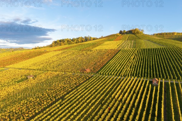 Vineyards in warm autumn tones under blue skies stretch over rolling hills, autumn, near Strümpfelbach im Remstal, Baden-Württemberg, Germany