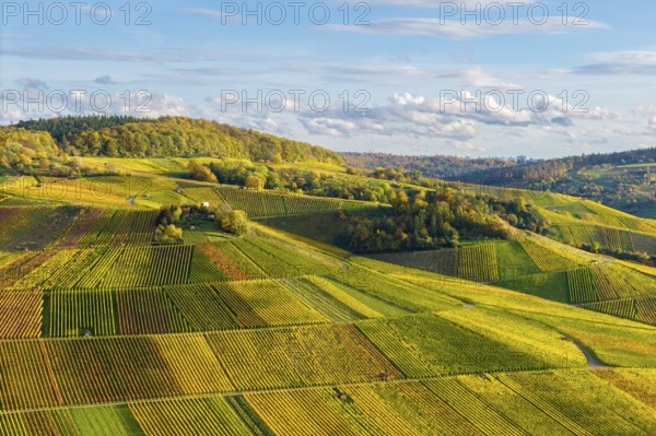 Vineyards and hilly landscape in autumn colors, autumn, near Strümpfelbach im Remstal, Baden-Württemberg, Germany