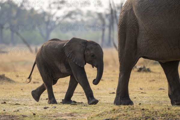 Young and dam, elephant (Loxodonta africana), Xakanaxa, Moremi Game Reserve, Botswana