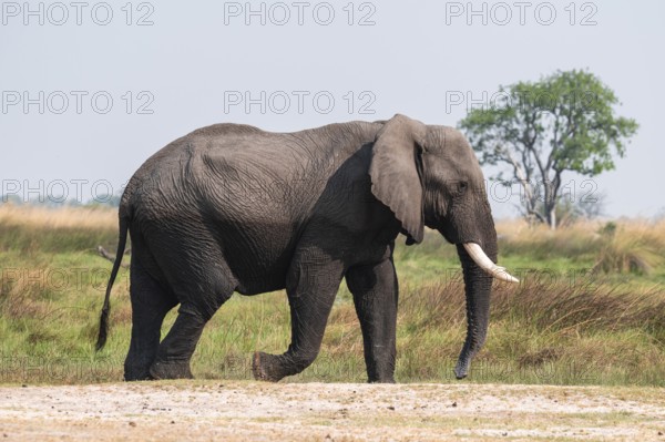 Elephant (Loxodonta africana), Xakanaxa, Moremi Game Reserve, Botswana