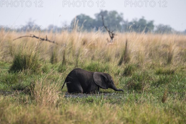 Young animal in swamp, elephant (Loxodonta africana), Xakanaxa, Moremi Game Reserve, Botswana