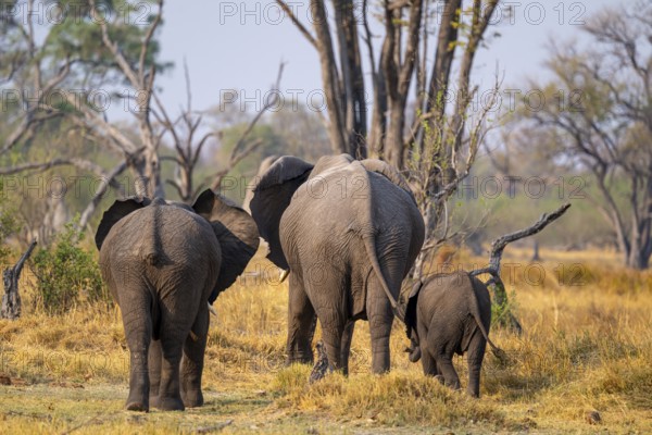 Three elephants (Loxodonta africana) seen from behind, Xakanaxa, Moremi Game Reserve, Botswana