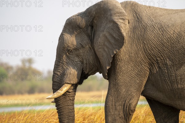 Male elephant (Loxodonta africana), Xakanaxa, Moremi Game Reserve, Botswana