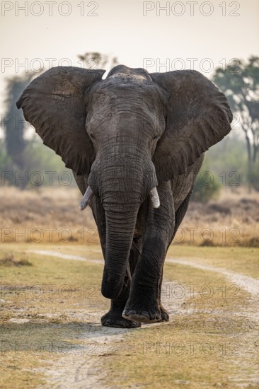 Front view, male elephant (Loxodonta africana), Xakanaxa, Moremi Game Reserve, Botswana