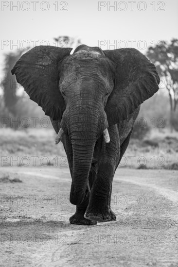 Black and white, frontal view, male elephant (Loxodonta africana), Xakanaxa, Moremi Game Reserve, Botswana