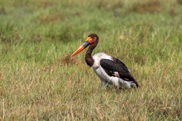 Saddle-billed stork (Ephippiorhynchus senegalensis), Okavango Delta, Moremi Game Reserve, Botswana