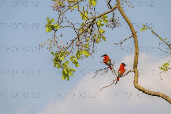 Southern carmine bee-eater (Merops nubicoides), two bee-eaters sitting on a tree against a blue sky, Okavango Delta, Moremi Game Reserve, Botswana