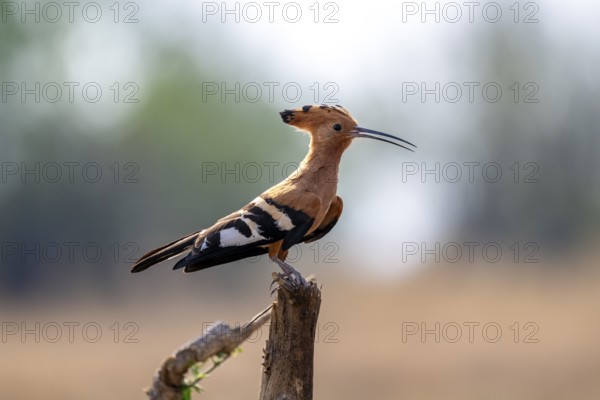 Hoopoe (Upupa epops), Xakanaxa, Moremi Game Reserve, Botswana