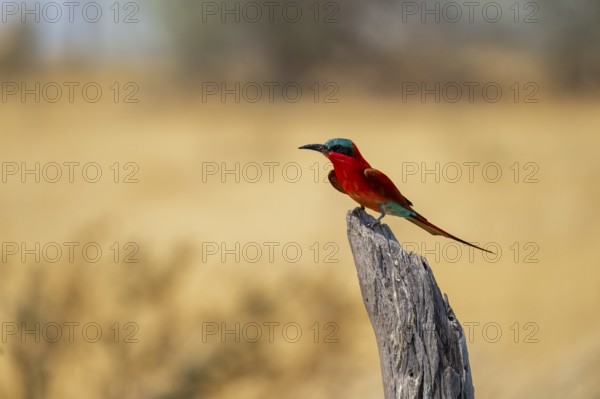 Southern carmine bee-eater (Merops nubicoides), Okavango Delta, Moremi Game Reserve, Botswana