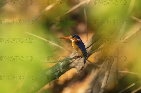 Malachite kingfisher (Corythornis cristatus) sitting on branch on the Okavango River, Caprivi Strip, Namibia