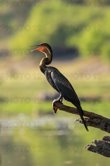 African darter (Anhinga rufa) sitting on branch on the Okavango River, Caprivi Strip, Namibia