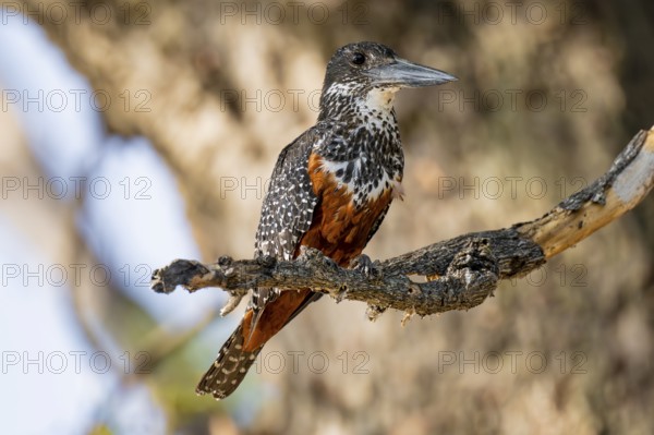 Giant kingfisher (Megaceryle maxima) sitting on branch on the Okavango River, Caprivi Strip, Namibia