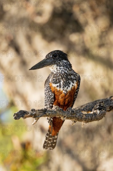 Giant kingfisher (Megaceryle maxima) sitting on branch on the Okavango River, Caprivi Strip, Namibia