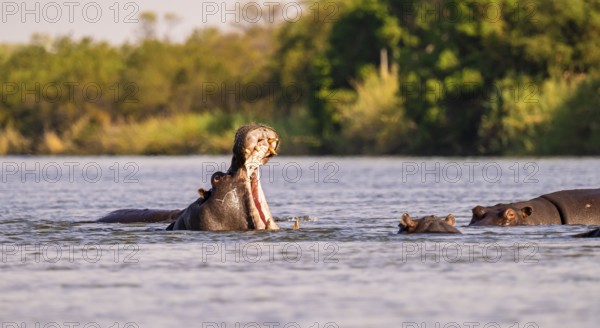 Hippopotamus (Hippopatamus amphibius) yawns and shows teeth in water, Kwando River, Zambezi region, Caprivi Strip, Namibia