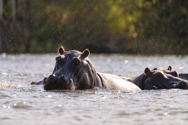 Hippopotamus (Hippopatamus amphibius) in water, Kwando River, Zambezi region, Caprivi Strip, Namibia