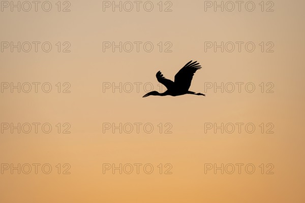 Openbill in flight, sunset, Zambia, Open Bill Stork, Zambia