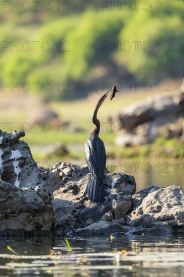 African snake-necked bird (Anhinga rufa) with captured fish on the Okavango River, Caprivi Strip, Namibia