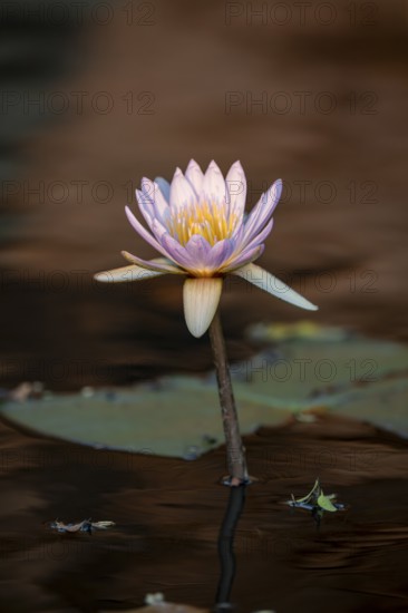 Water lilies, water lily family (Nymphaeaceae) on the Okavango River, Caprivi Strip, Namibia