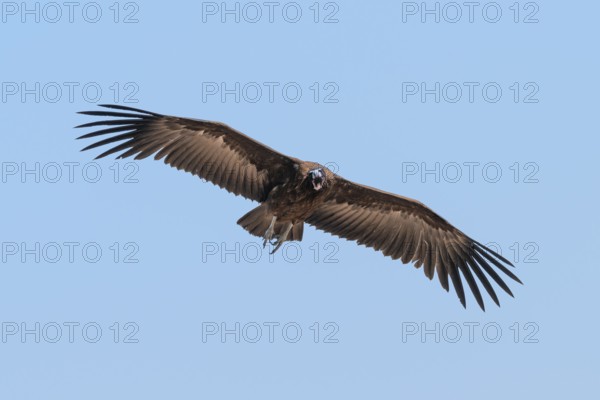 Hooded Vulture (Necrosyrtes monachus) in flight, Moremi Game Reserve, Botswana