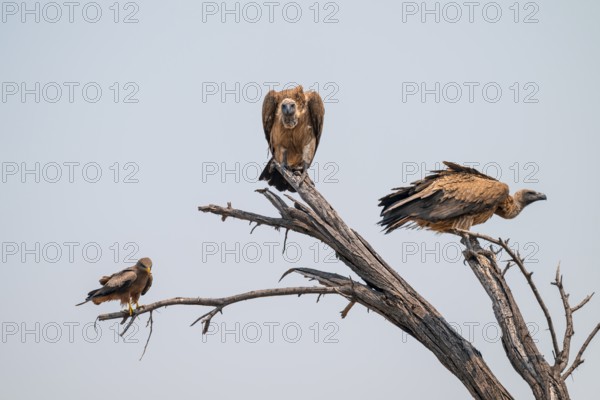 Two white-backed vultures (Gyps africanus) and a black kite sitting on a branch, Moremi Game Reserve, Botswana