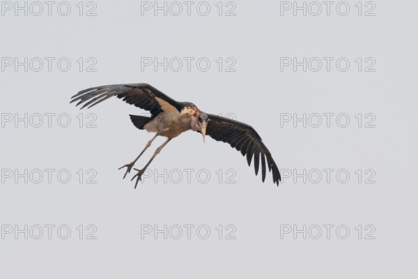 Marabou (Leptoptilos crumeniferus) in flight, Moremi Game Reserve, Botswana