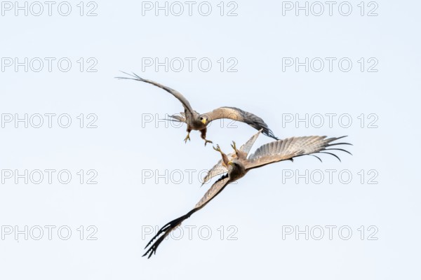 Two birds fighting in flight, black kite (Milvus migrans) flying against a blue sky, Moremi Game Reserve, Botswana