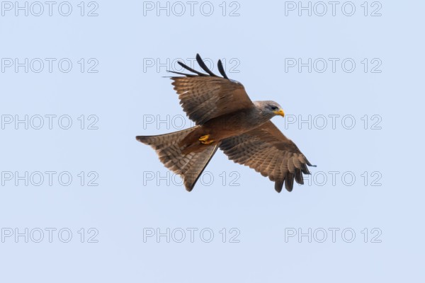 Black kite (Milvus migrans) flying against a blue sky, Moremi Game Reserve, Botswana