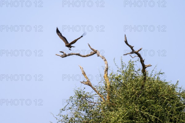 White-backed vulture (Gyps africanus) flying, Moremi Game Reserve, Botswana